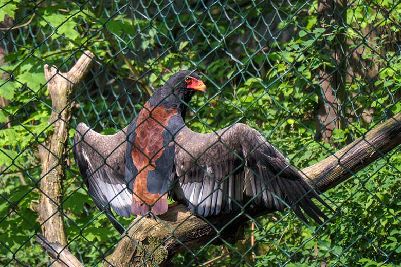 Gaukler-Weibchen ISIS mit ausgebreiteten Schwingen am 31. Mai 2021 in der Greifvogel-Voliere im Grünen Zoo Wuppertal