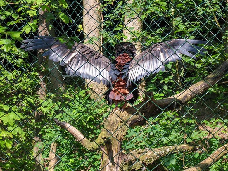 Gaukler-Weibchen ISIS mit ausgebreiteten Schwingen am 31. Mai 2021 in der Greifvogel-Voliere im Zoologischen Garten Wuppertal