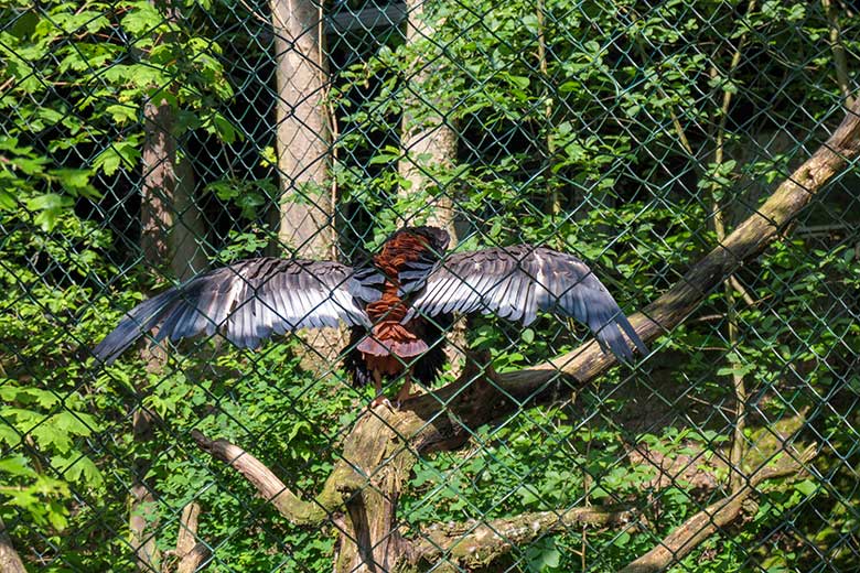 Gaukler-Weibchen ISIS mit ausgebreiteten Schwingen am 31. Mai 2021 in der Greifvogel-Voliere im Zoo Wuppertal