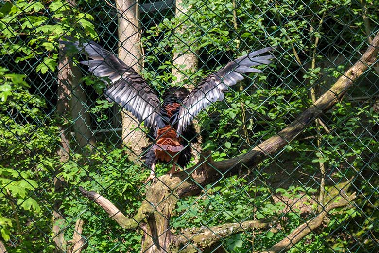Gaukler-Weibchen ISIS mit ausgebreiteten Schwingen am 31. Mai 2021 in der Greifvogel-Voliere im Wuppertaler Zoo