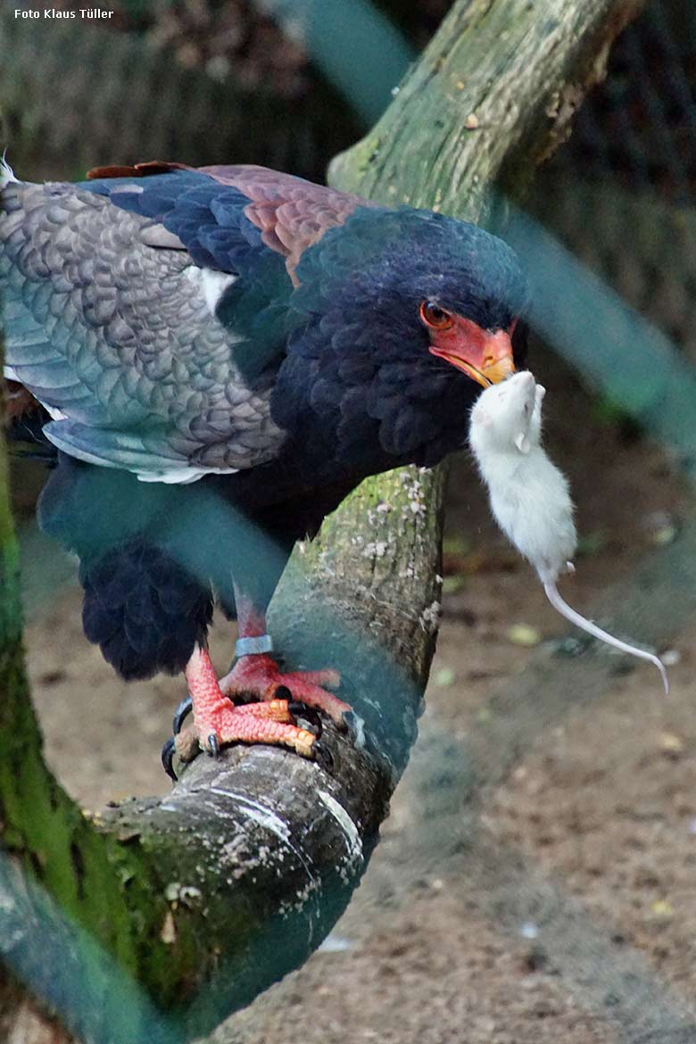 Gaukler-Weibchen ISIS mit Futter-Maus am 7. Juli 2021 in der Außenvoliere am Greifvogel-Haus im Wuppertaler Zoo (Foto Klaus Tüller)
