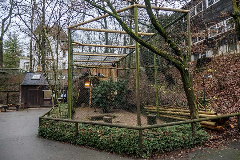 Männlicher und weiblicher Gaukler am 13. Dezember 2021 in der rechten Außenvoliere am Greifvogel-Haus im Grünen Zoo Wuppertal