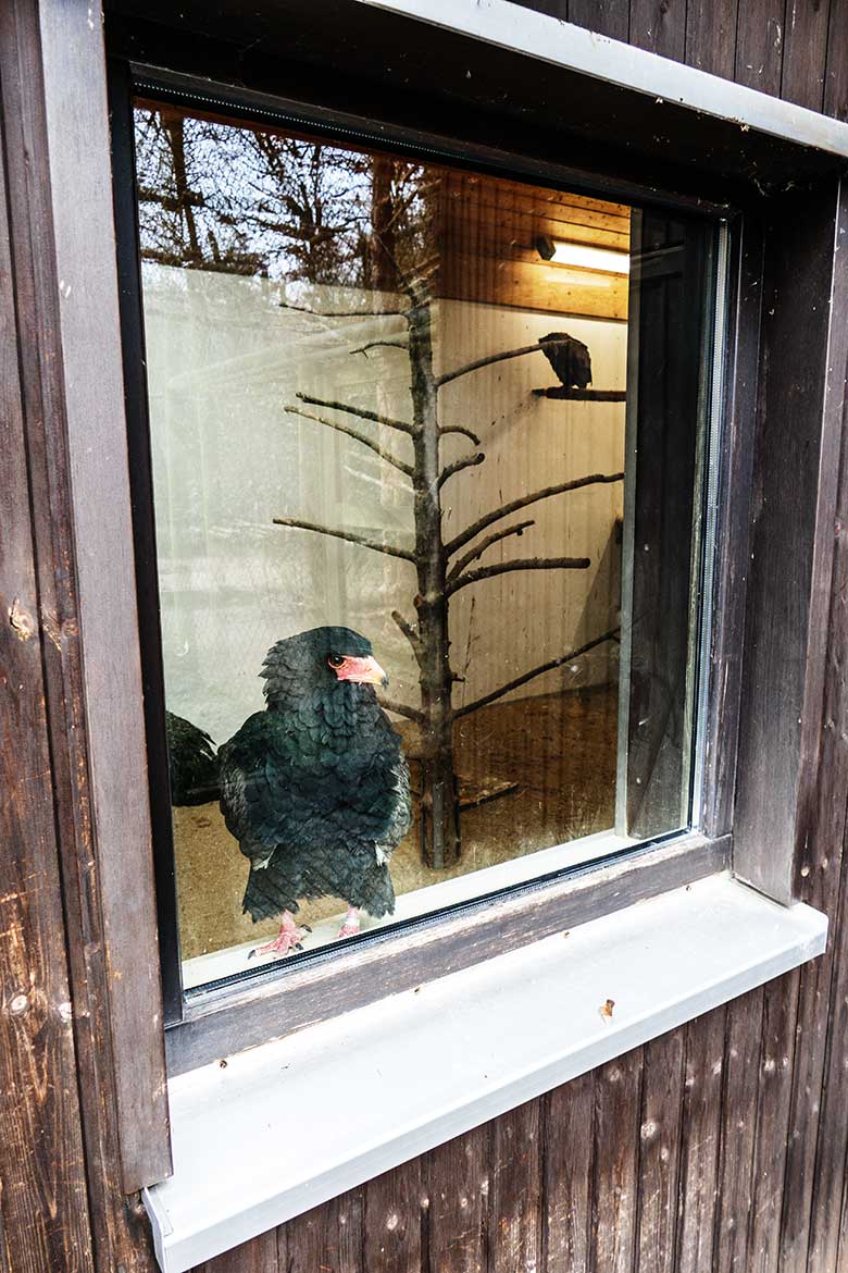 Weiblicher Gaukler ISIS an der Glasscheibe am 27. Januar 2023 auf dem Fensterbrett im Greifvogel-Haus im Zoologischen Garten