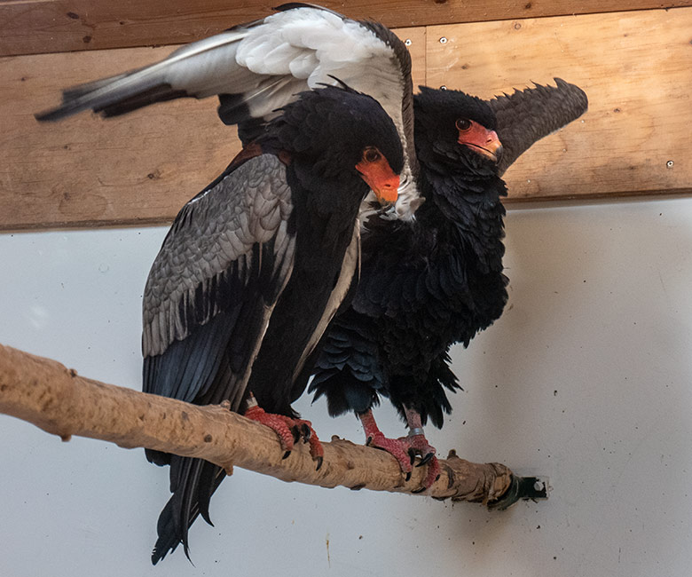 Männlicher Gaukler OSIRIS und weiblicher Gaukler ISIS am 19. Januar 2025 im Greifvogel-Haus im Grünen Zoo Wuppertal