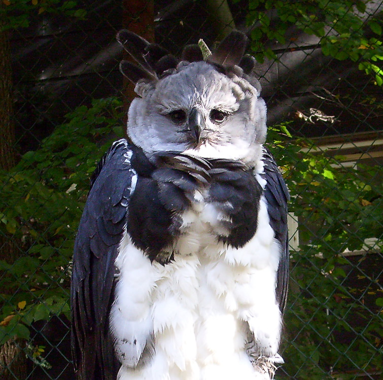 Harpyie im Wuppertaler Zoo im Oktober 2008