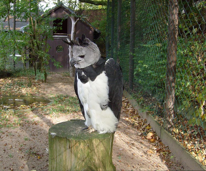 Harpyie im Zoo Wuppertal im Oktober 2009