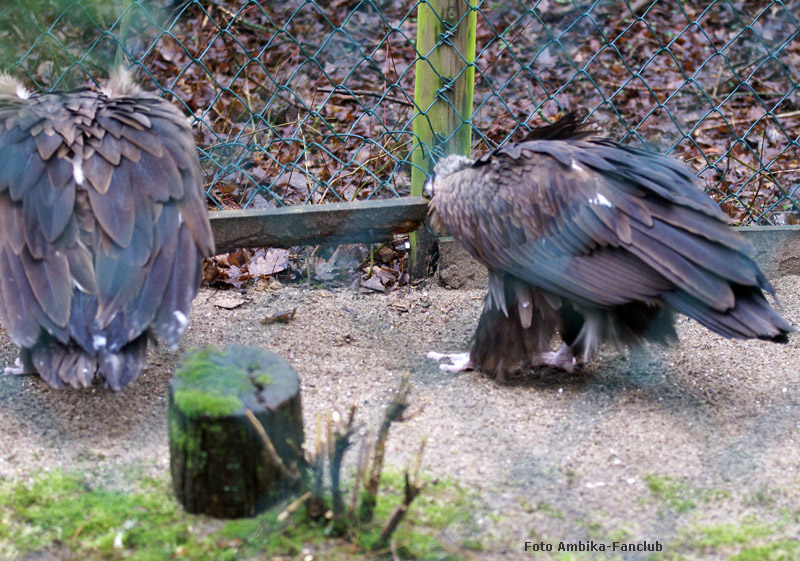 Mönchsgeier im Wuppertaler Zoo im Februar 2012 (Foto Ambika-Fanclub)