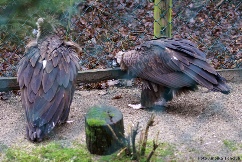 Mönchsgeier im Zoo Wuppertal im Februar 2012 (Foto Ambika-Fanclub)