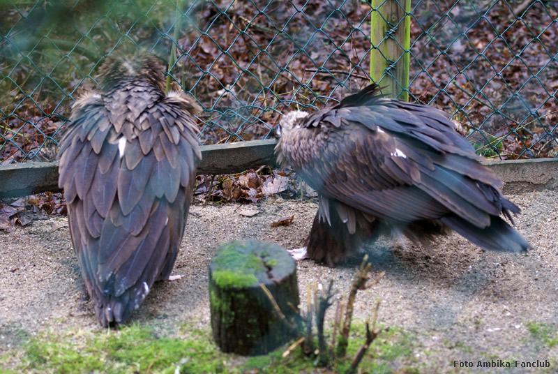Mönchsgeier im Zoologischen Garten Wuppertal im Februar 2012 (Foto Ambika-Fanclub)