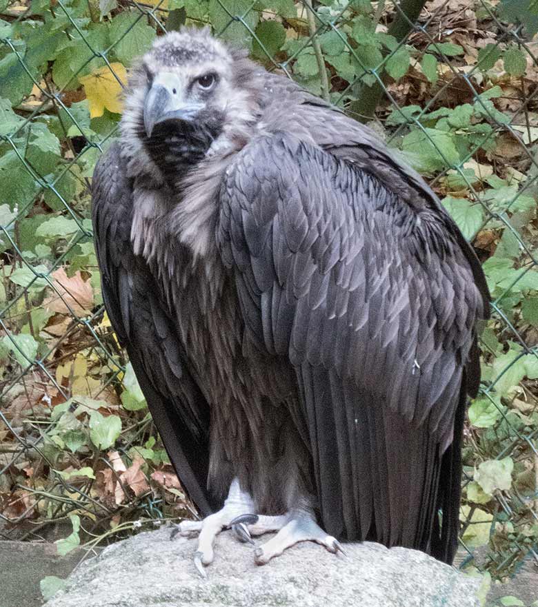 Mönchsgeier am 27. Oktober 2018 in der Greifvogelvoliere im Grünen Zoo Wuppertal