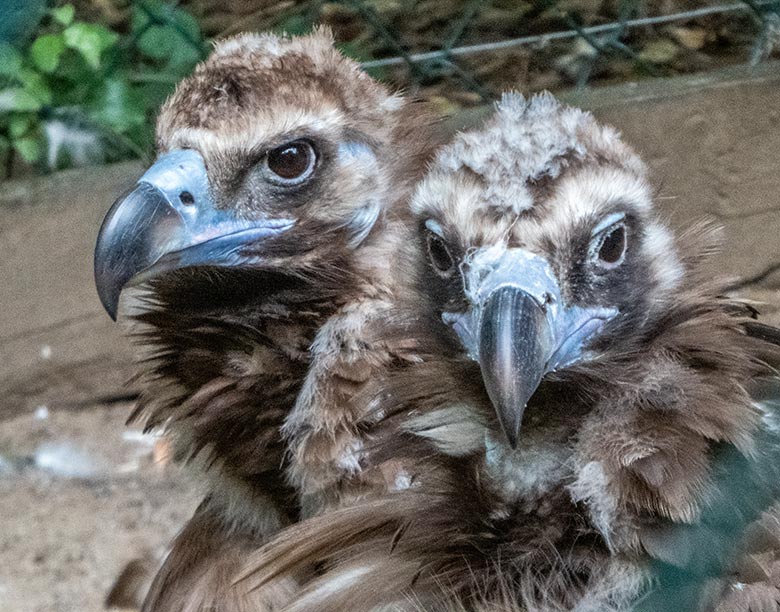 Die zwei Mönchsgeier FRANZ und SISI am 24. Juli 2020 in der Greifvogel-Voliere im Grünen Zoo Wuppertal