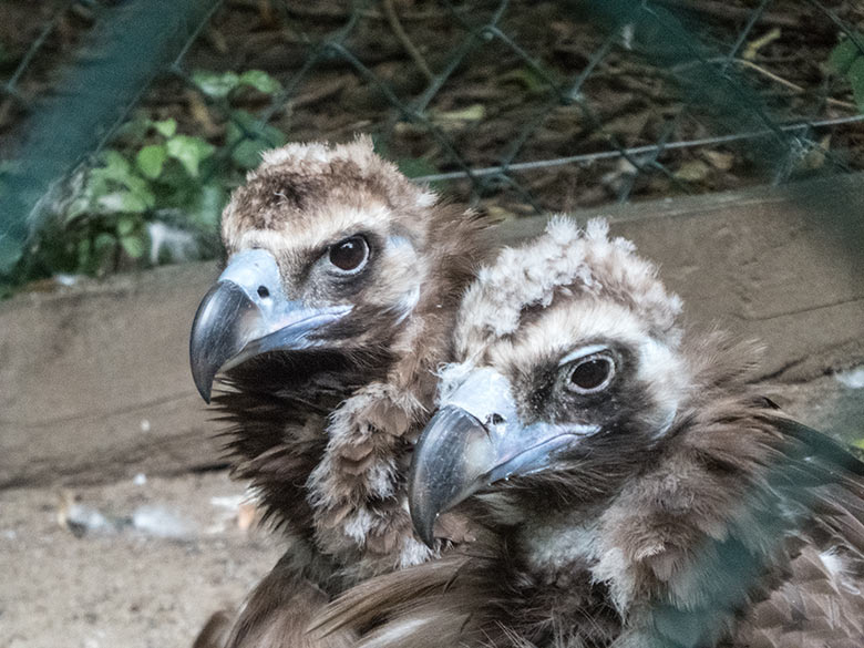 Mönchsgeier-Paar SISI und FRANZ am 24. Juli 2020 in der Greifvogel-Voliere im Wuppertaler Zoo