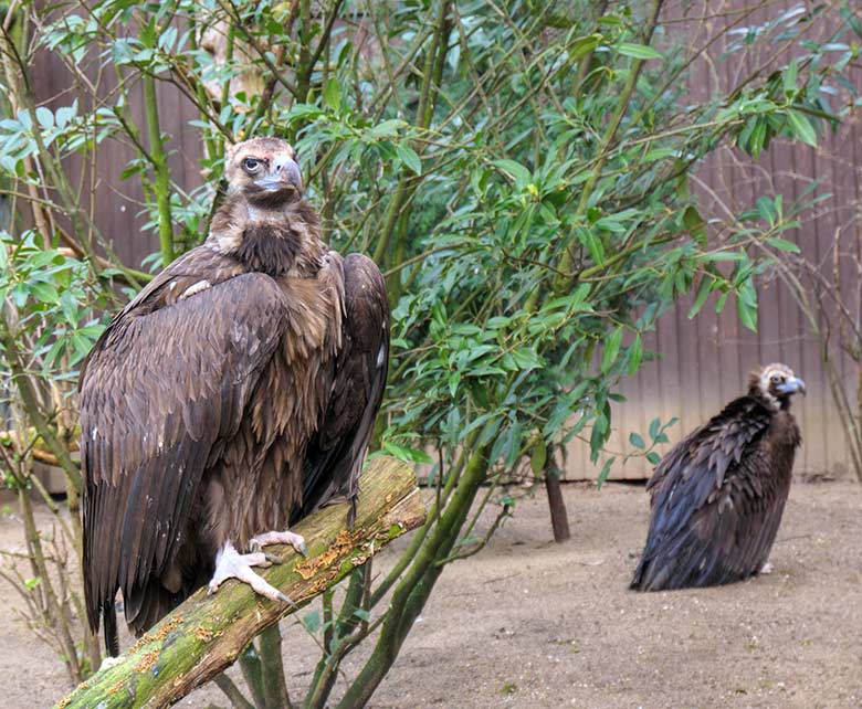 Mönchsgeier-Paar am 10. März 2021 in der ehemaligen Gaukler-Außenvoliere am Greifvogel-Haus im Wuppertaler Zoo