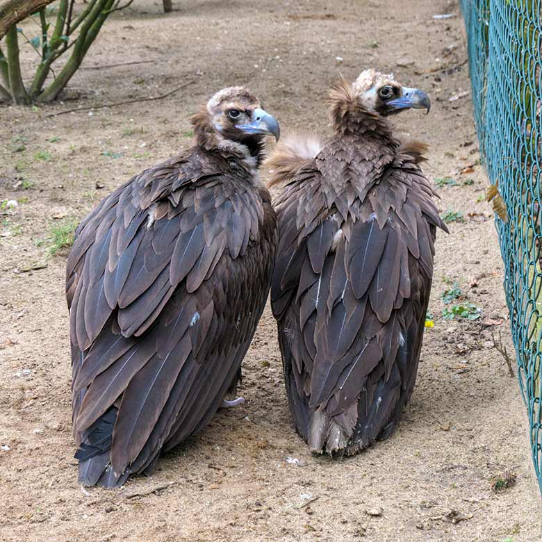 Mönchsgeier-Paar am 22. März 2021 in der rechten Außenvoliere am Greifvogel-Haus im Zoologischen Garten