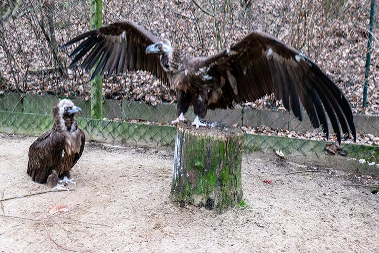 Weiblicher Mönchsgeier SISI auf dem Boden und männlicher Mönchsgeier FRANZ mit ausgebreiteten Schwingen am 31. Januar 2024 in der Greifvogel-Voliere im Grünen Zoo Wuppertal