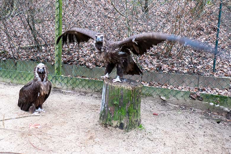 Weiblicher Mönchsgeier SISI und männlicher Mönchsgeier FRANZ am 31. Januar 2024 in der Greifvogel-Voliere im Wuppertaler Zoo