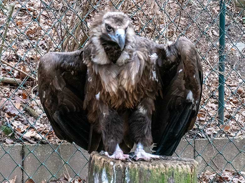 männlicher Mönchsgeier FRANZ am 31. Januar 2024 in der Greifvogel-Voliere im Wuppertaler Zoo