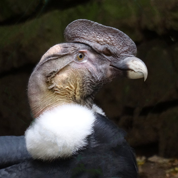 Andenkondor im Wuppertaler Zoo im Oktober 2015