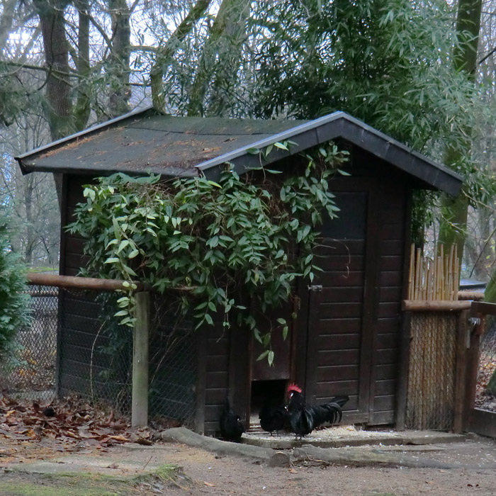 Bergischer Krüper im Wuppertaler Zoo im Dezember 2012
