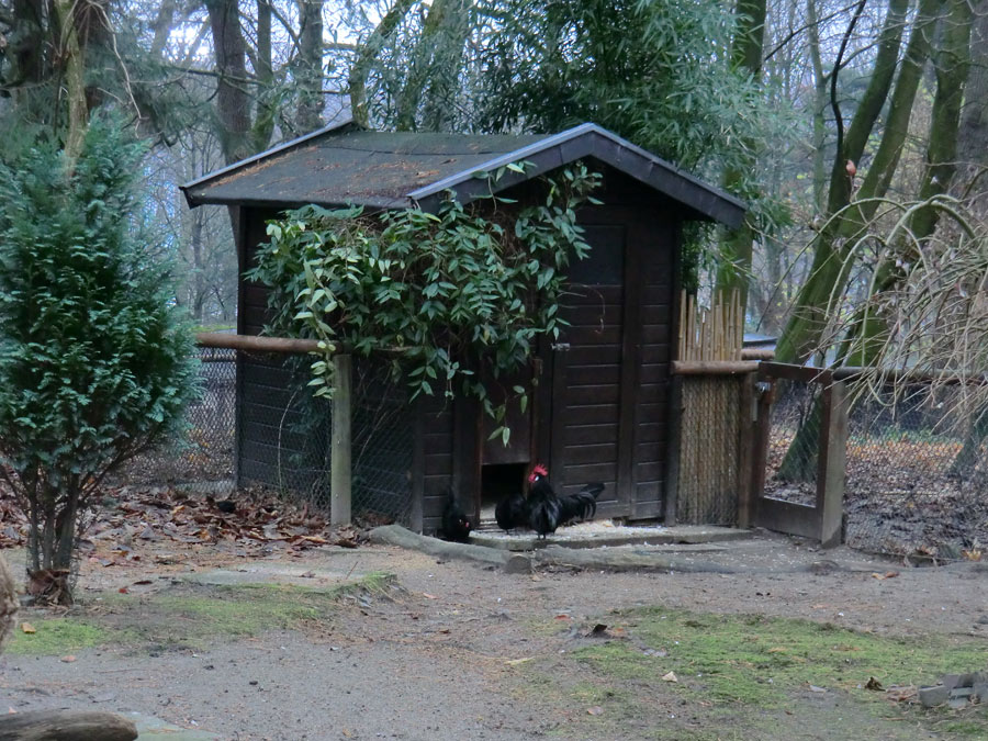 Bergischer Krüper im Zoo Wuppertal im Dezember 2012