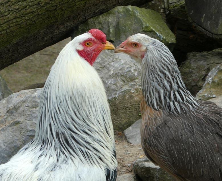 Kraienkopp-Hahn mit Kraienkopp-Henne am 9. Mai 2018 im JuniorZoo im Wuppertaler Zoo