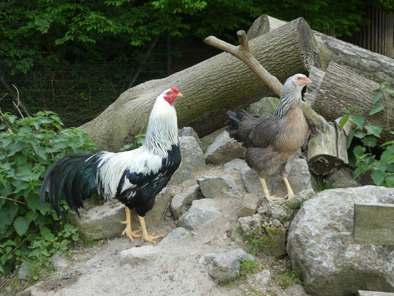 Kraienkopp-Hahn und Kraienkopp-Henne am 9. Mai 2018 im JuniorZoo im Zoo Wuppertal