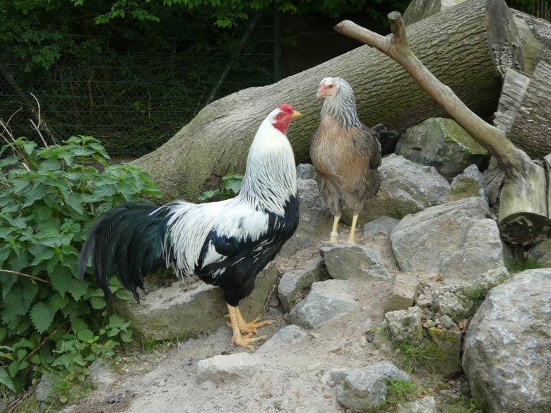 Ein Paar Kraienköppe am 9. Mai 2018 im JuniorZoo im Zoologischen Garten Wuppertal