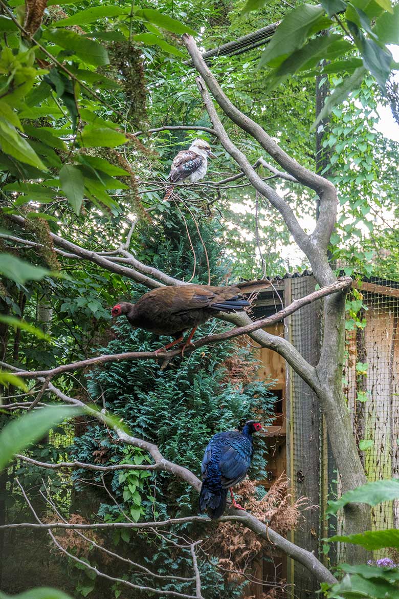 Edwardsfasanen-Paar mit einem Jägerliest am 15. August 2022 in der Außenvoliere im Zoo Wuppertal