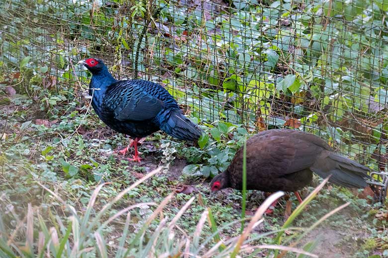 Männlicher Edwardsfasan und weiblicher Edwardsfasan am 26. Januar 2025 in der Außenvoliere in der Nähe der Zoo-Restauration Okavango im Grünen Zoo Wuppertal