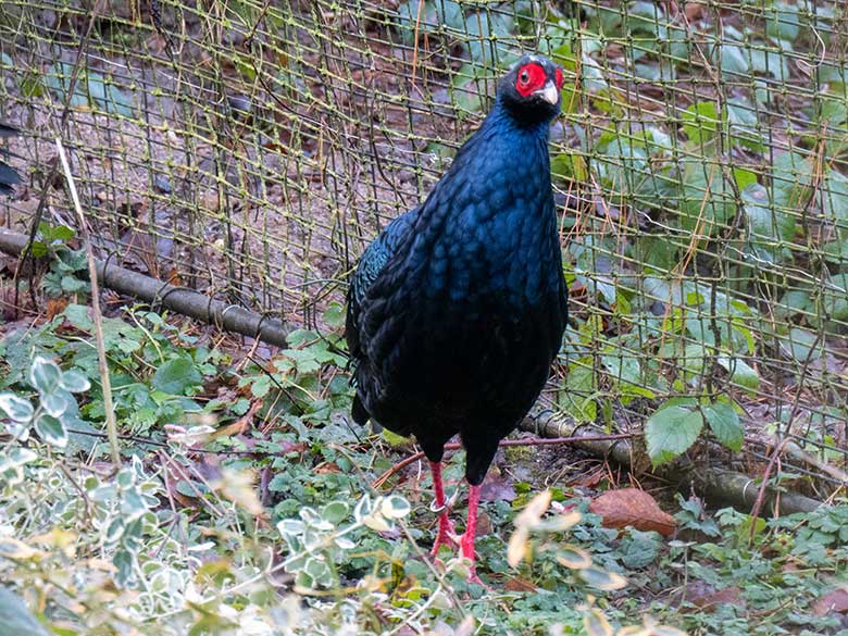 Männlicher Edwardsfasan am 26. Januar 2025 in der Außenvoliere in der Nähe der Zoo-Restauration Okavango im Zoo Wuppertal