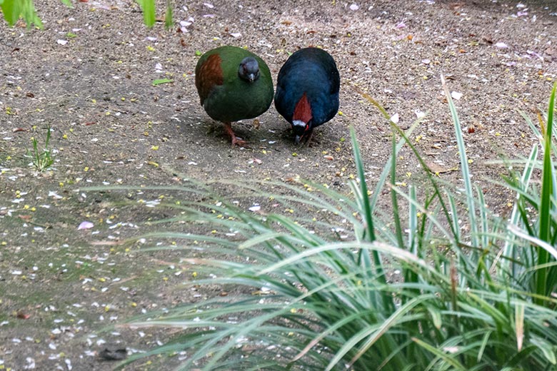 Weibliche und männliche Straußwachtel am 9. April 2024 in einer Außenvoliere am Vogel-Haus im Wuppertaler Zoo