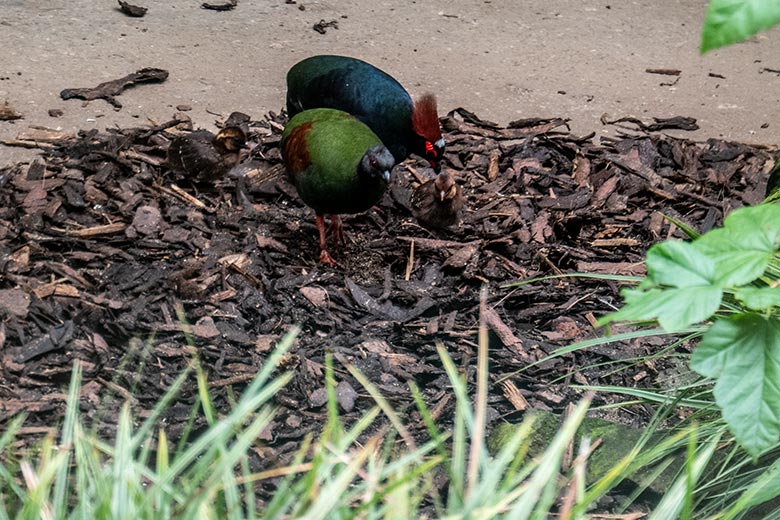 Weibliche und männliche Straußwachtel mit zwei der drei Küken am 27. Juli 2024 in einer Außenvoliere am Vogel-Haus im Grünen Zoo Wuppertal