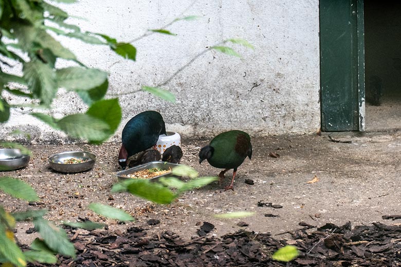 Männliche und weibliche Straußwachtel mit den drei Küken am 27. Juli 2024 in einer Außenvoliere am Vogel-Haus im Zoologischen Garten Wuppertal