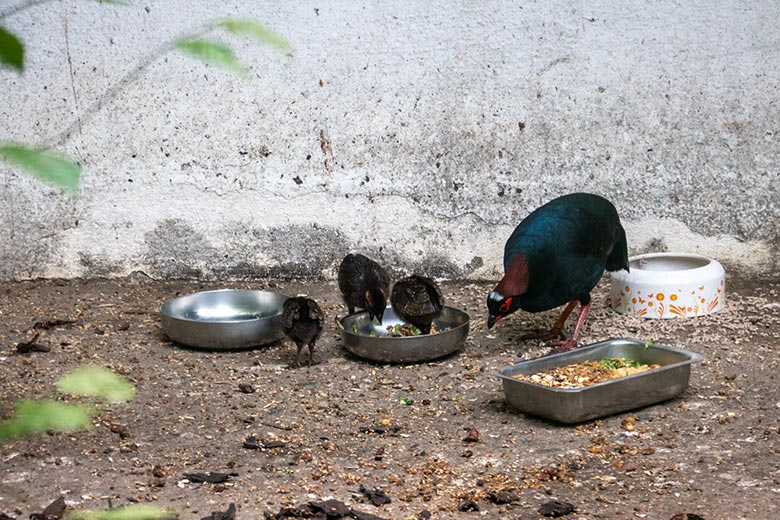 Männliche Straußwachtel mit den drei Küken am 27. Juli 2024 in einer Außenvoliere am Vogel-Haus im Zoo Wuppertal