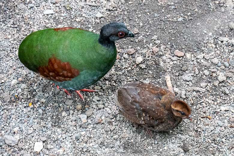 Weibliche Straußwachtel mit Jungtier am 14. April 2025 in der Freiflughalle am Vogel-Haus im Zoologischen Garten der Stadt Wuppertal