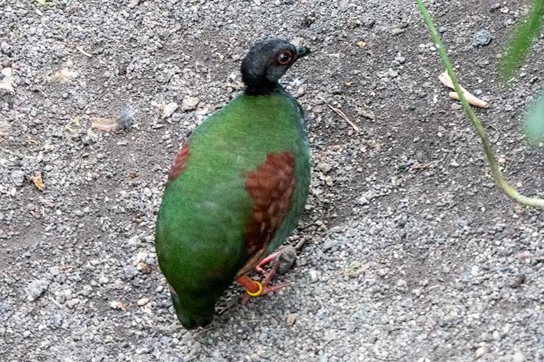 Weibliche Straußwachtel am 14. April 2025 in der Freiflughalle am Vogel-Haus im Zoologischen Garten Wuppertal