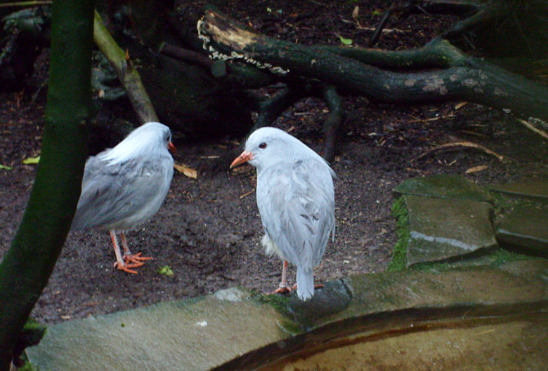 Kagus im Zoologischen Garten Wuppertal im Dezember 2008