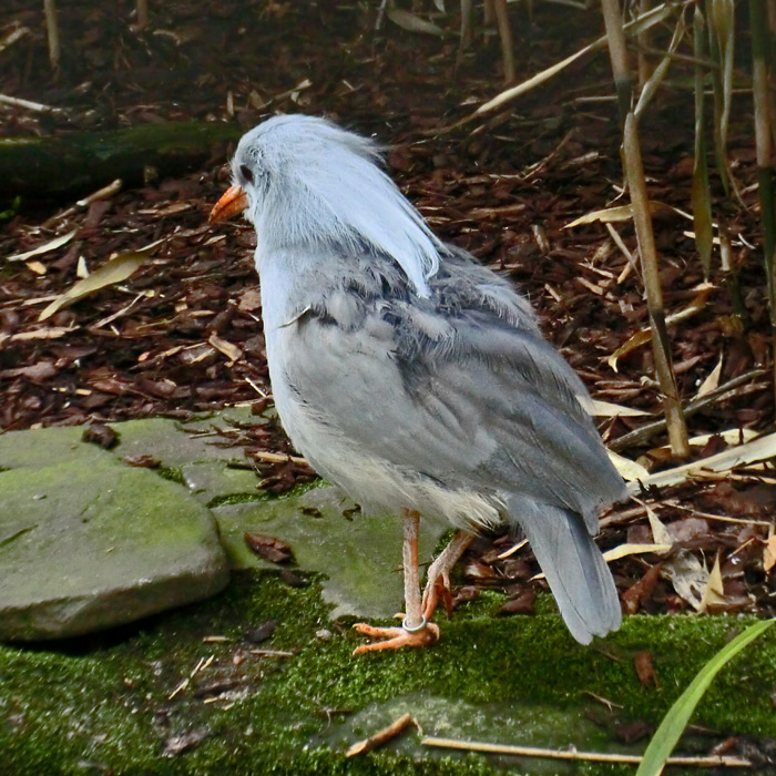 Kagu im Wuppertaler Zoo im April 2012