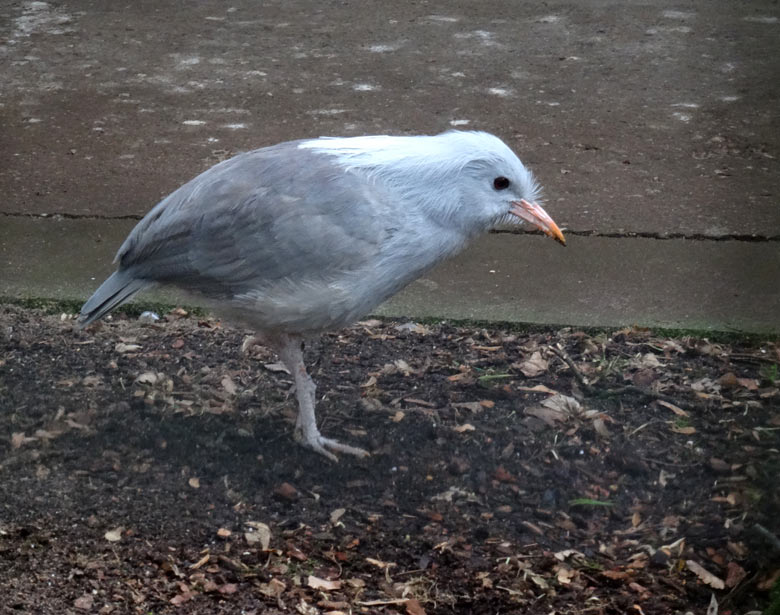 Kagu am 26. Februar 2017 auf der Außenanlage am Vogelhaus im Zoologischen Garten der Stadt Wuppertal