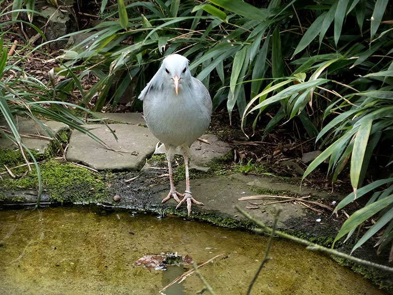 Männlicher Kagu am 12. April 2019 in der Außenvoliere am Vogel-Haus im Wuppertaler Zoo