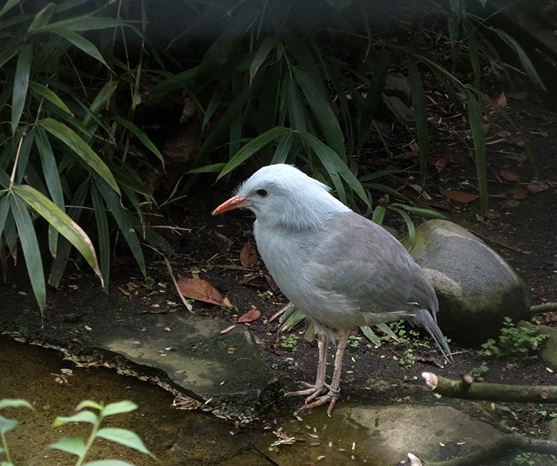 Männlicher Kagu am 28. April 2019 in der Außenvoliere am Vogel-Haus im Zoologischen Garten Wuppertal