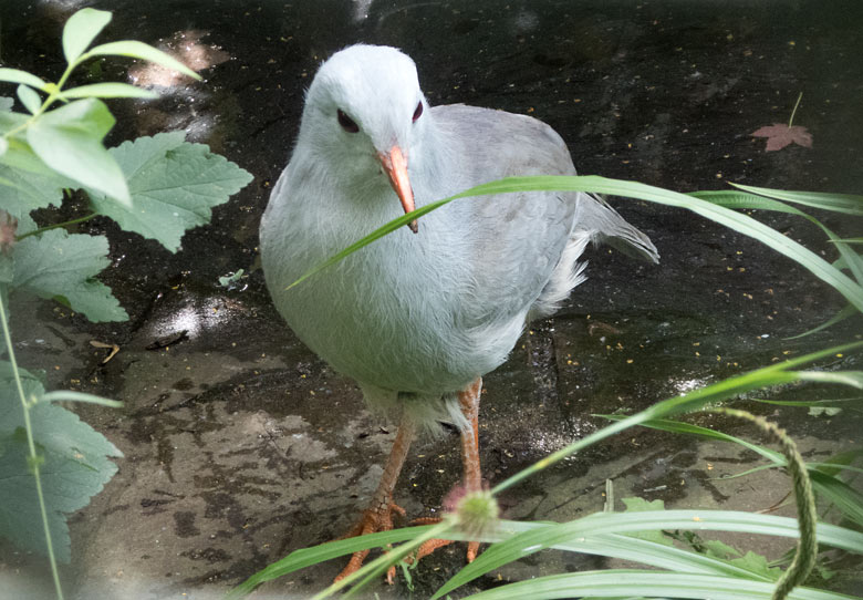 Männlicher Kagu am 25. Juni 2019 in der Außenvoliere am Vogel-Haus im Zoo Wuppertal