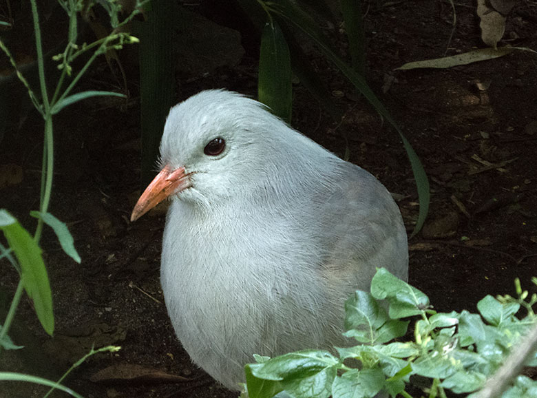 Männlicher Kagu am 26. Juni 2019 in der Außenvoliere am Vogel-Haus im Grünen Zoo Wuppertal