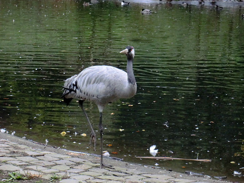 Grauer Kranich am 25. September 2014 im Zoo Wuppertal