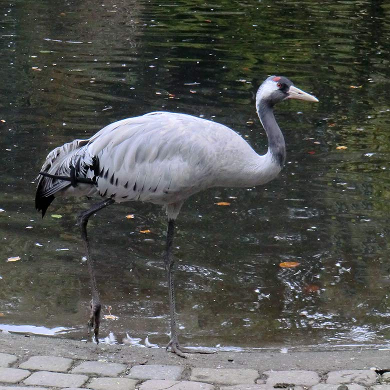 Grauer Kranich am 25. September 2014 im Zoologischen Garten Wuppertal