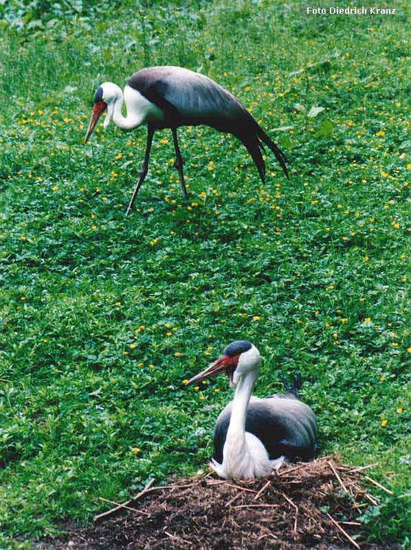 Klunkerkraniche im Juni 1996 im Zoologischen Garten Wuppertal (Foto Diedrich Kranz)