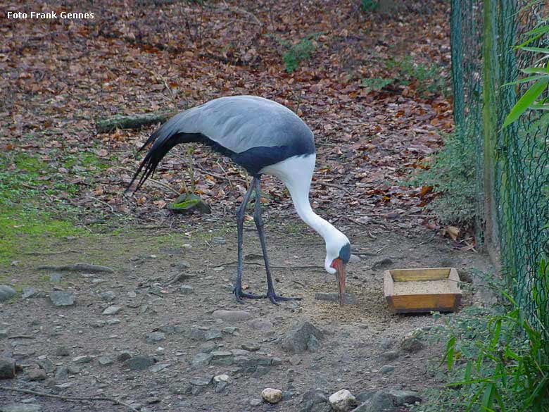 Klunkerkranich im Zoologischen Garten Wuppertal im Januar 2008 (Foto Frank Gennes)
