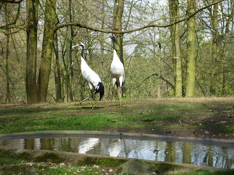 Mandschurenkraniche im Zoologischen Garten Wuppertal im April 2010