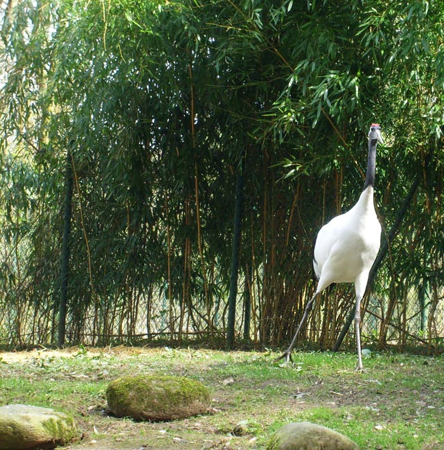 Mandschurenkranich im Zoologischen Garten Wuppertal im April 2010