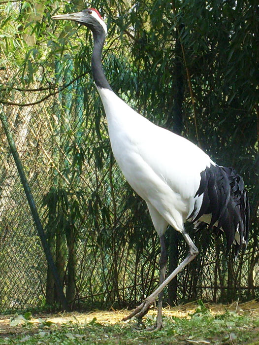Mandschurenkranich im Wuppertaler Zoo im April 2010